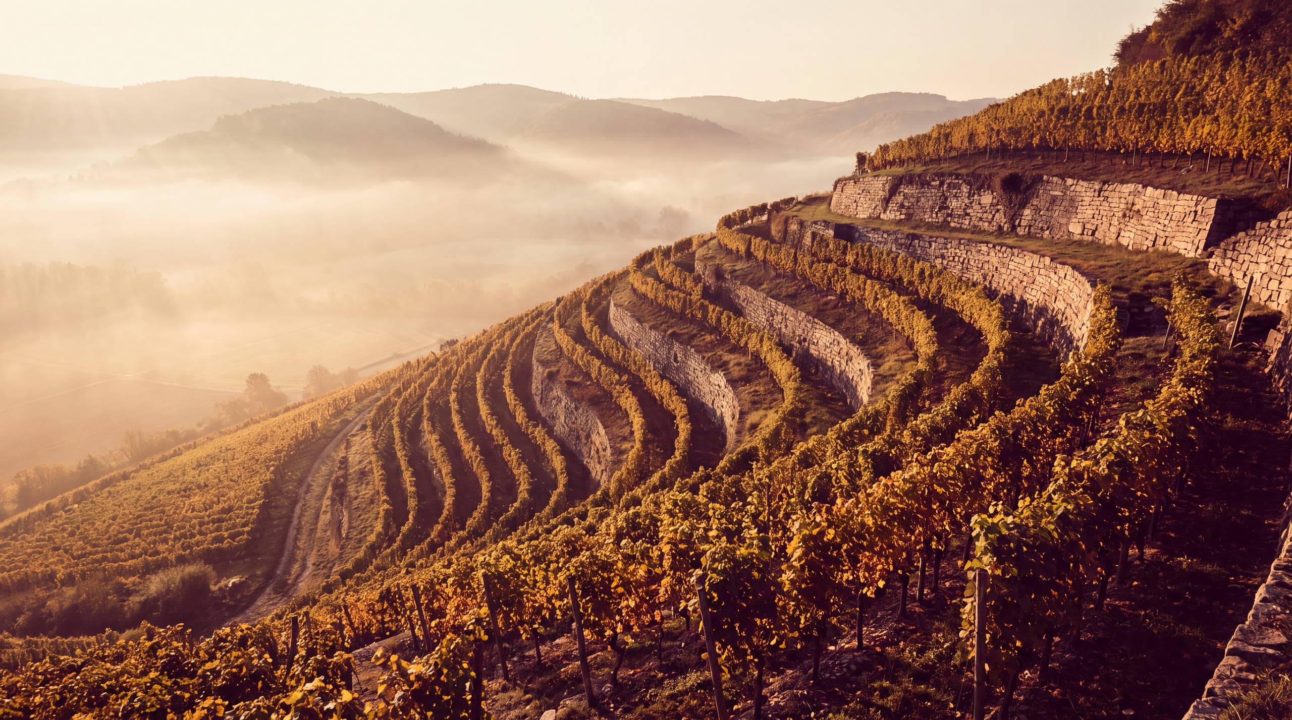 Steinhalde — Konzept-Studie (Weingut)